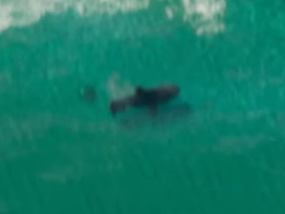 Tiger Shark