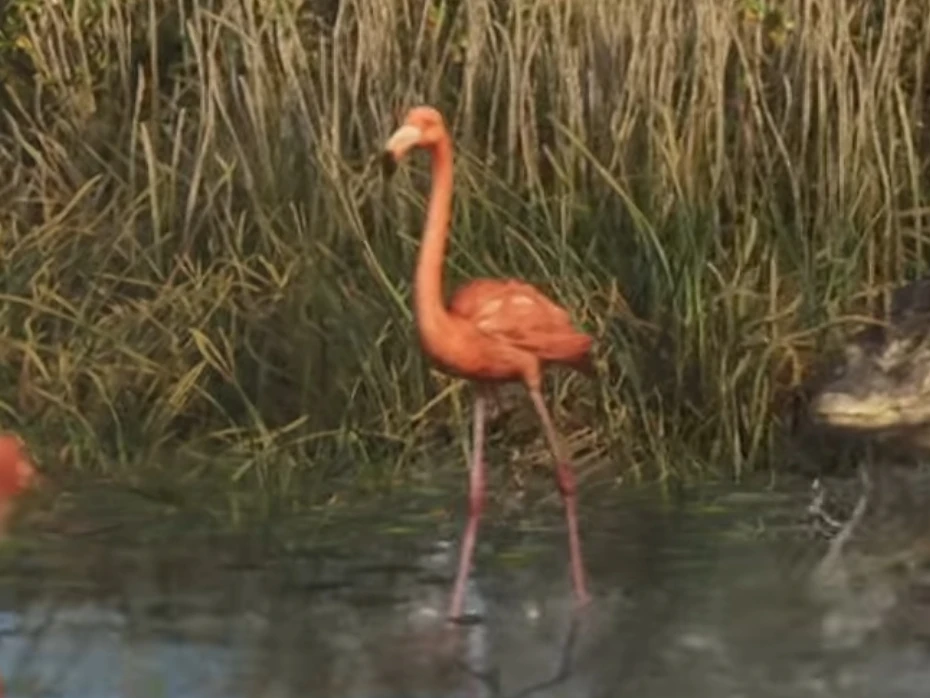 American Flamingo