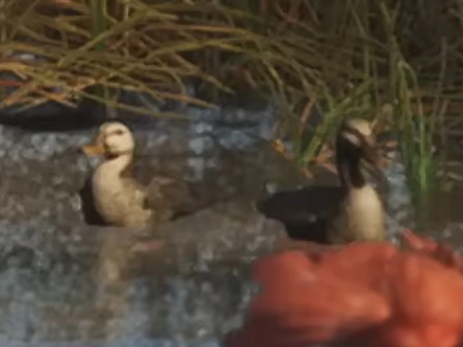 Mottled Duck