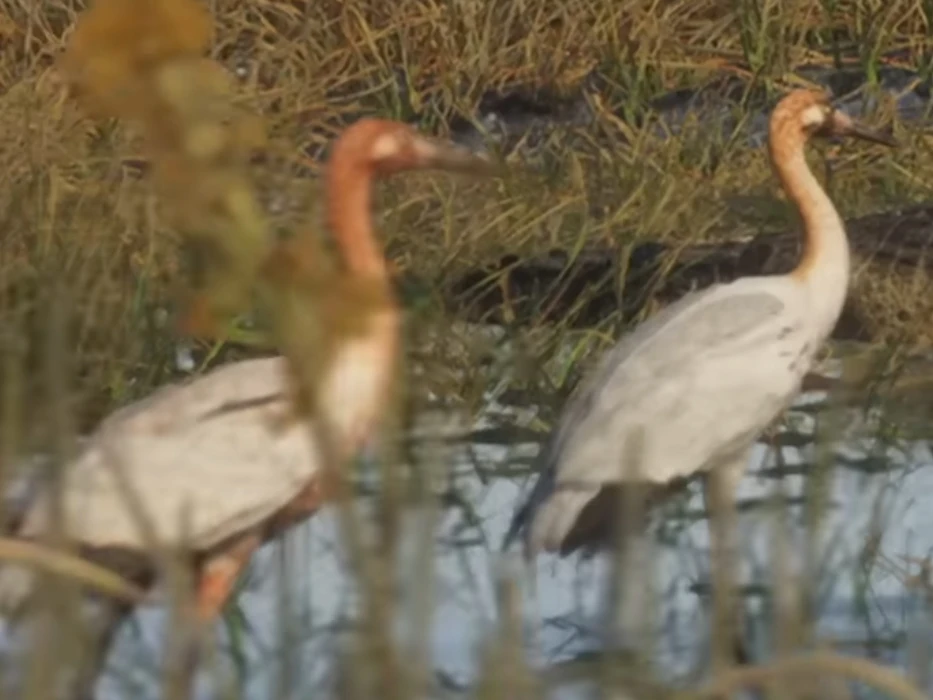 Whooping Crane
