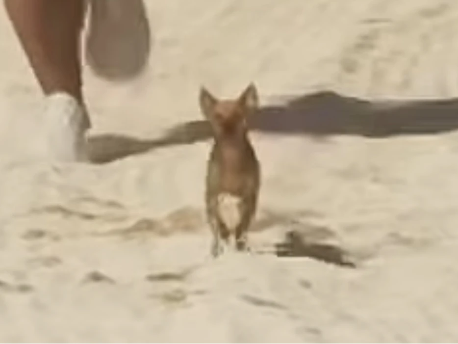 Mini Pinscher