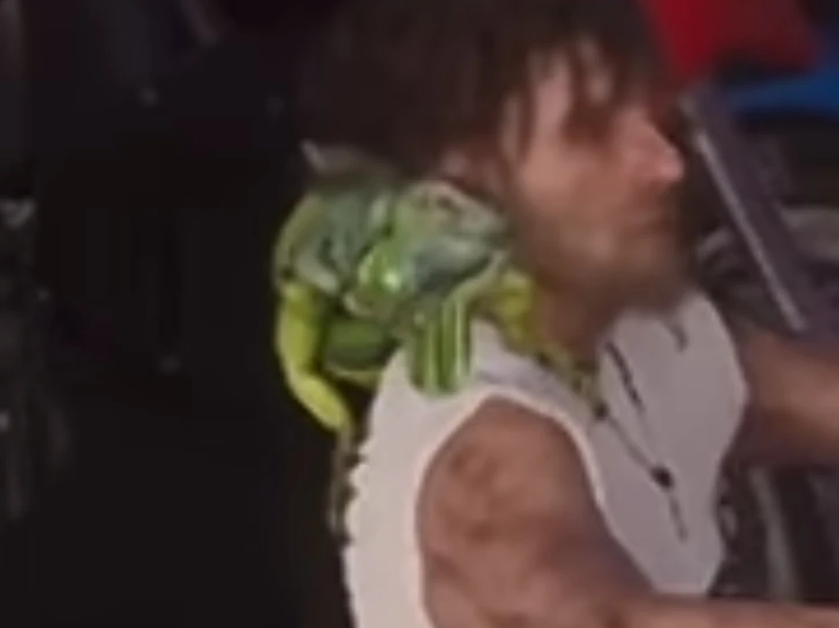 Green Iguana
