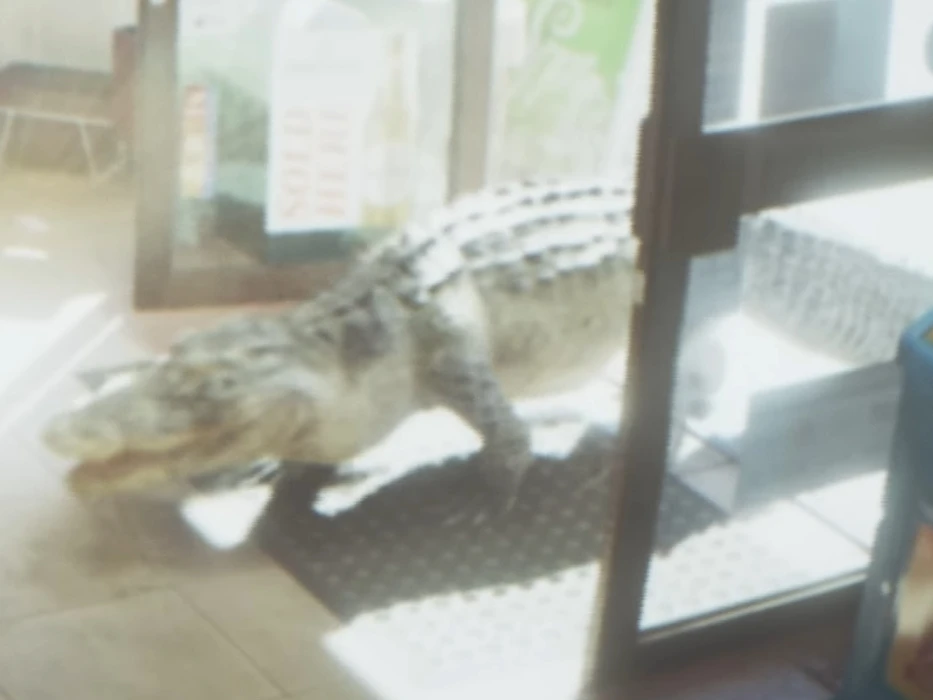 American Alligator