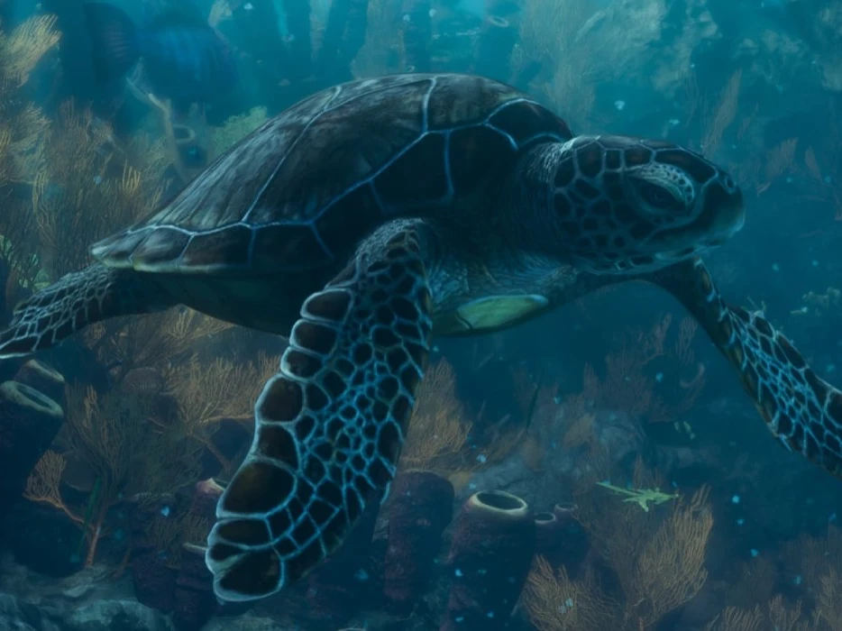 Green Sea Turtle
