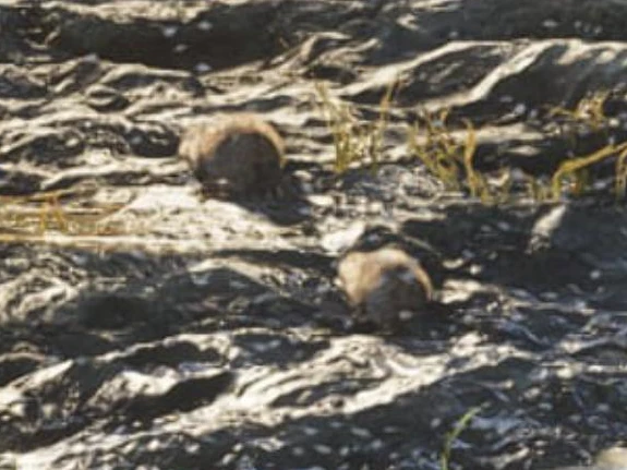Round-Tailed Muskrat