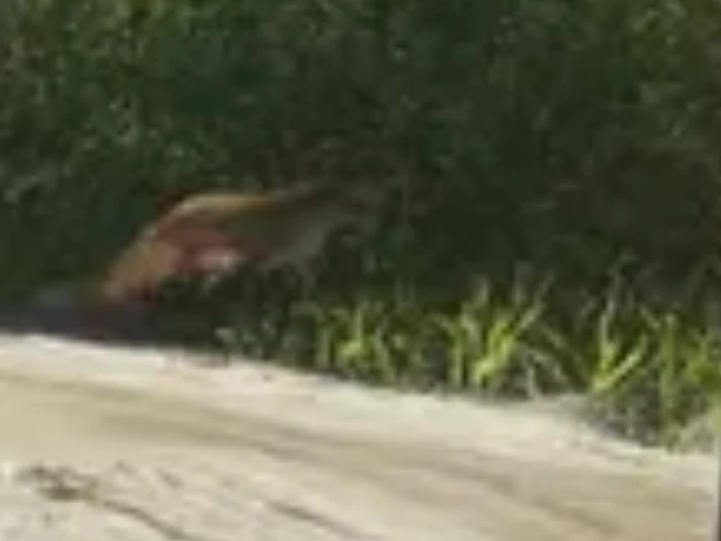 Red Fox