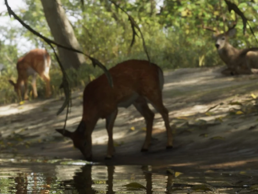 White-Tailed Deer