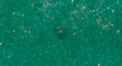 Loggerhead Turtle